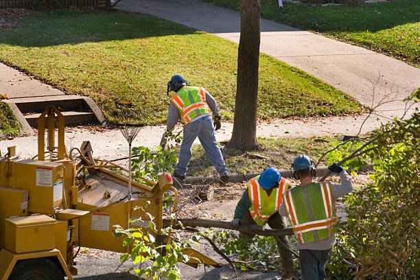 Best Tree Removal Cost  in USA